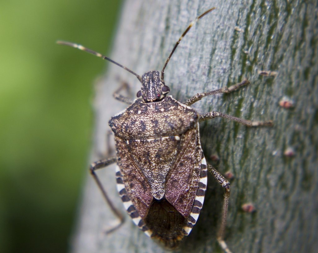 Stink Bug Spray