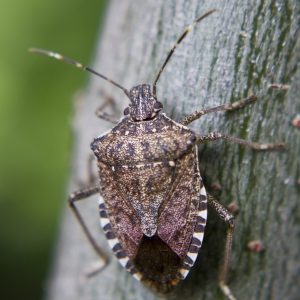Stink Bug Spray