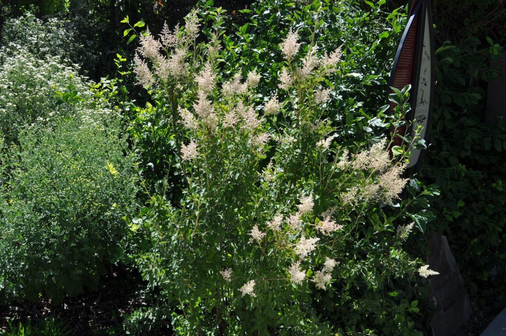 Ocean Spray Plant: The Ultimate Native Shrub for Low-Maintenance Landscaping 1 Ocean Spray Plant