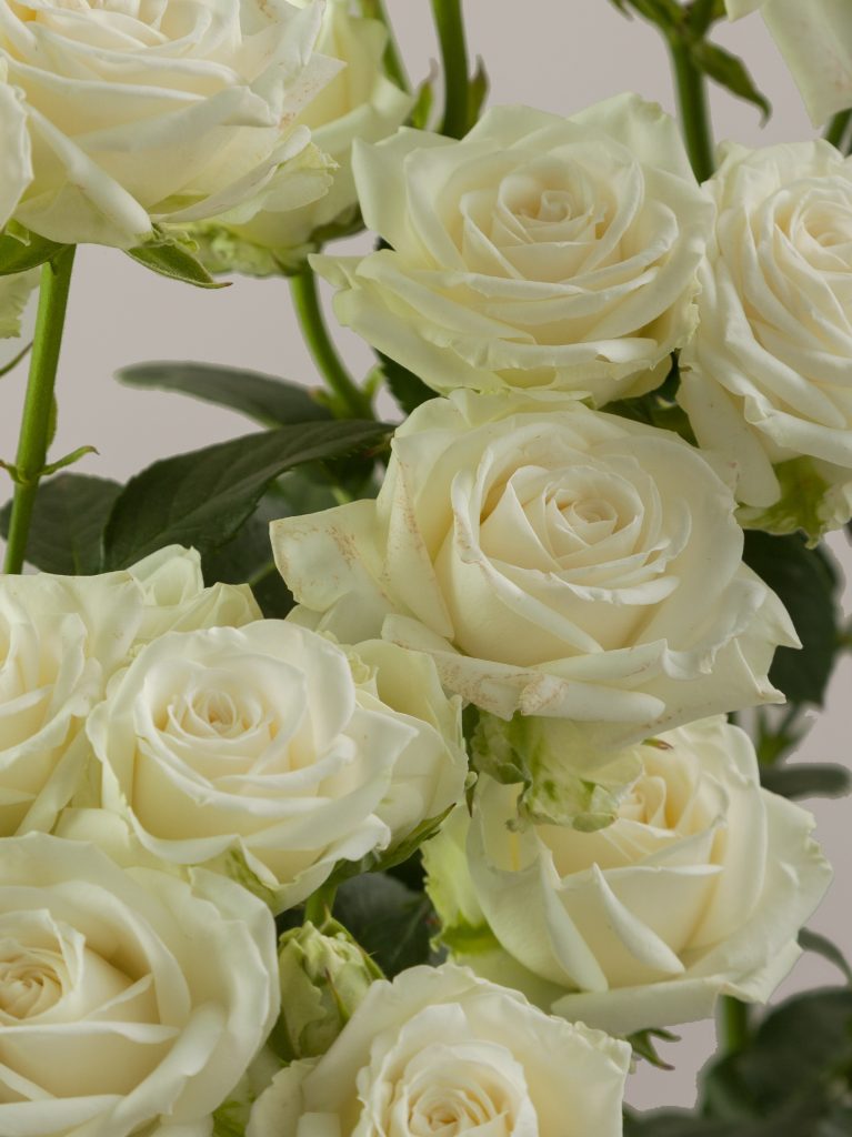 White Spray Roses