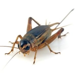 Cricket Spray