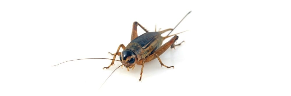 Cricket Spray: Professional Solutions for Effective Cricket Control in 2025 1 Cricket Spray