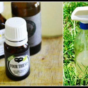 French Elderberry Bug Spray Recipe
