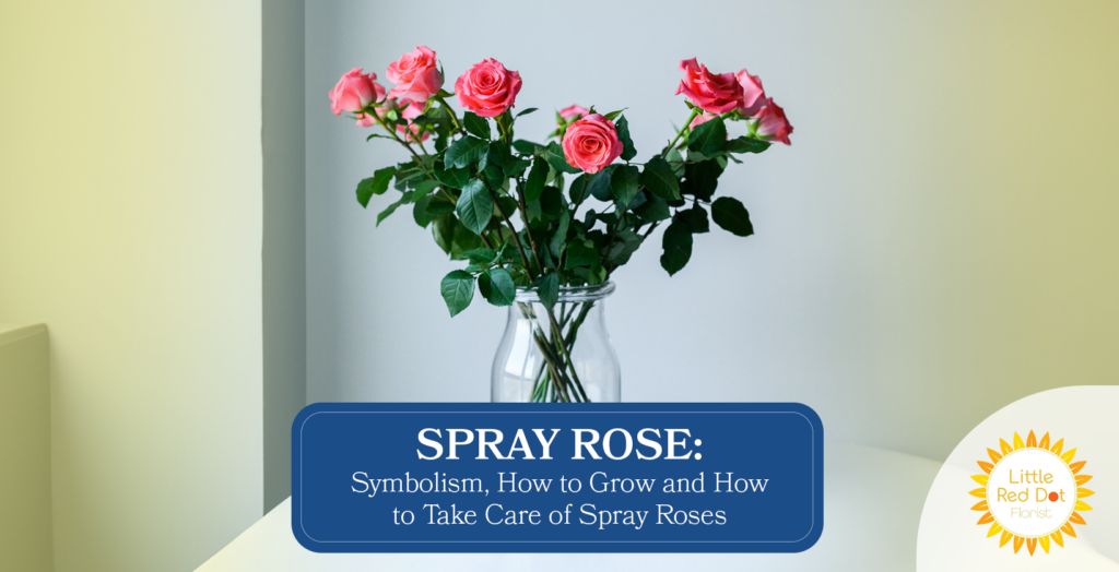 Spray roses