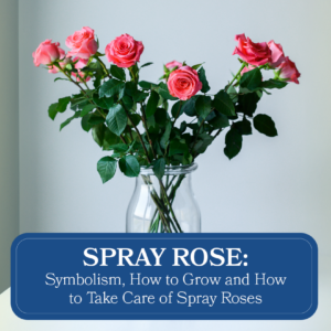 Spray roses